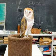 Load image into Gallery viewer, Harry Potter Owl
