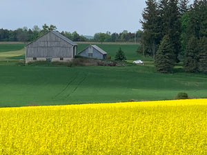 Yellow Farm